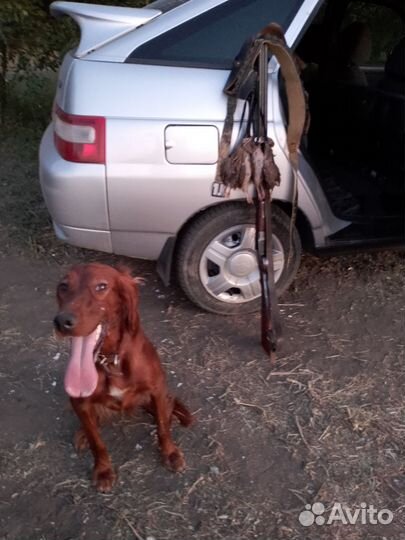 Ирландский сеттер