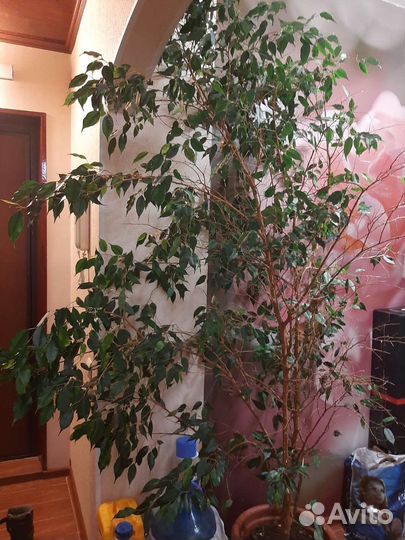 Фикус бенджамина большой