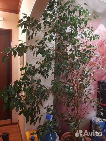 Фикус бенджамина большой