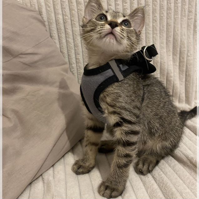 Котёнок в добрые руки