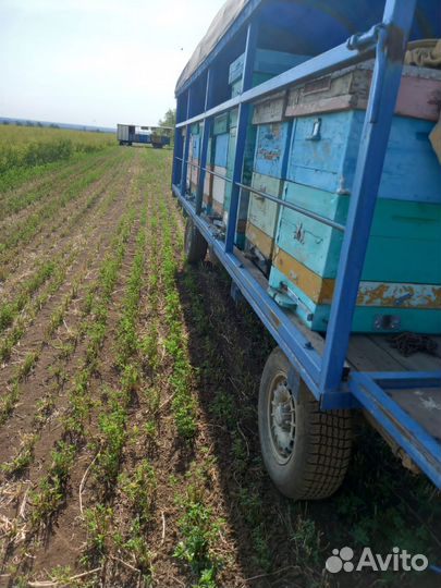 Продается пасека