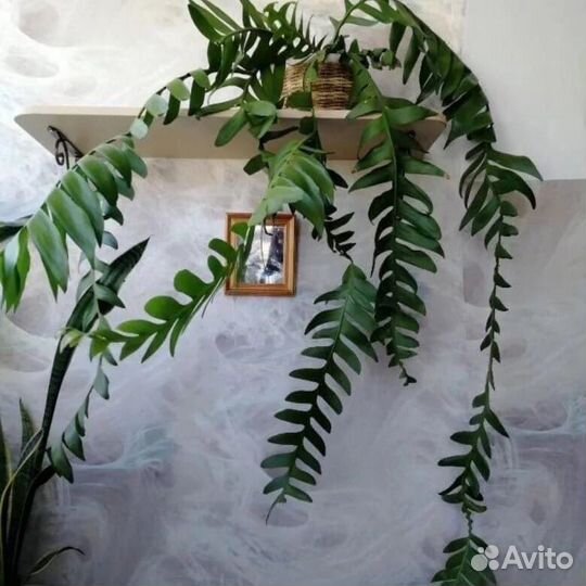 Селеницереус золотистоцветковый