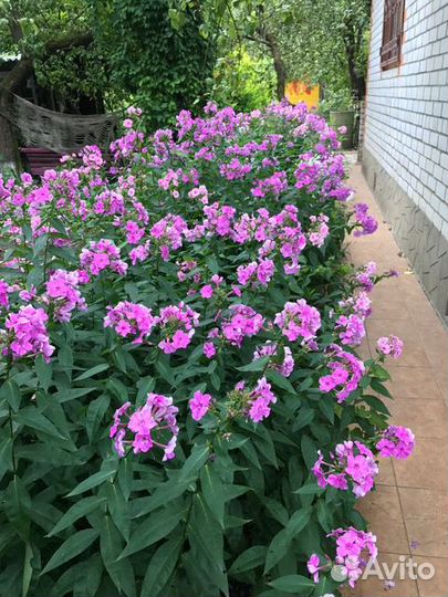 Флоксы, с доставкой