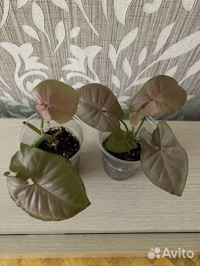 Комнатные растения цветы