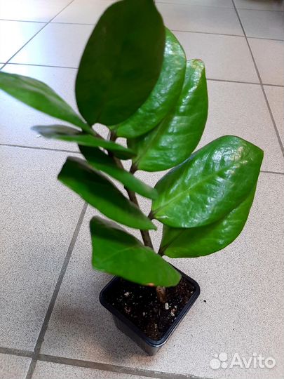 Замиокулькас (долларовое дерево). Комнатные цветы