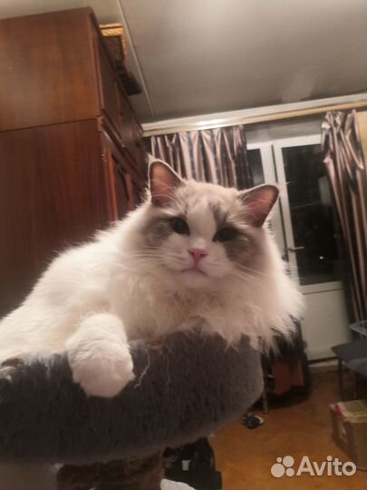 Рэгдолл с родословной в разведение