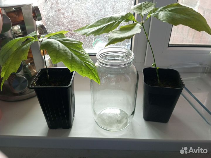 Саженцы дуба красного