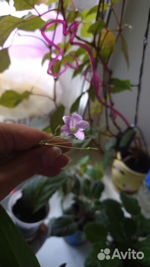 Оксалис (кислица) комнатное растение