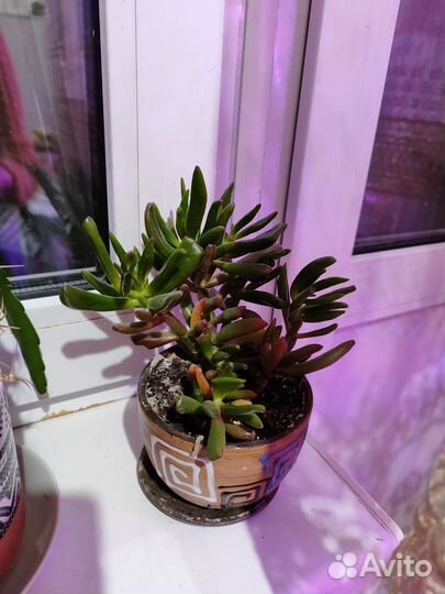 Красула хоббит