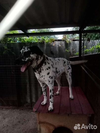 Далматинец