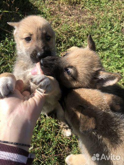 Щенки в добрые руки