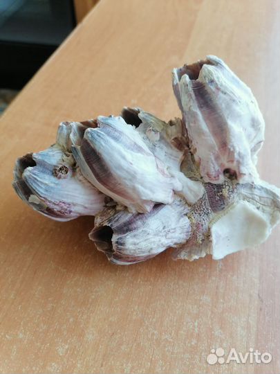 Морские кораллы