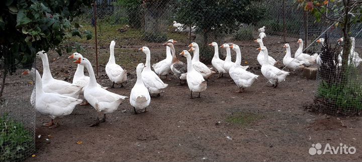 Инкубационное яйцо гусей