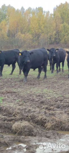 Быки на племя