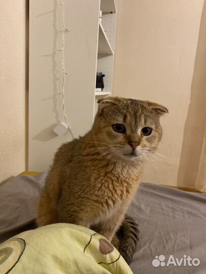 Вислоухий британец