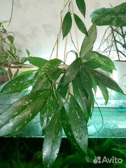 Хойя Дженифер, Лиза, Обовата и др