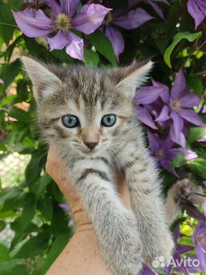 Котята в добрые руки бесплатно