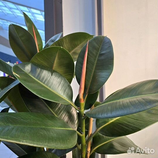 Фикус эластика