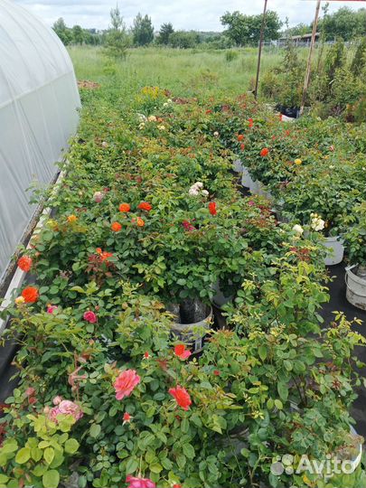 Саженцы роз