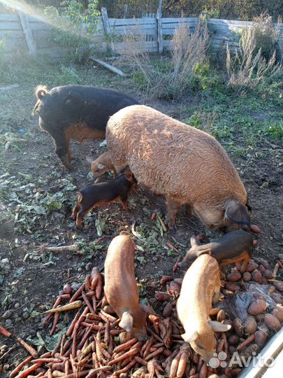 Поросята мангалица