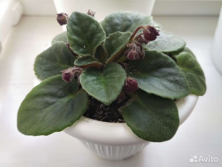 Фиалки листики, детки, взрослые