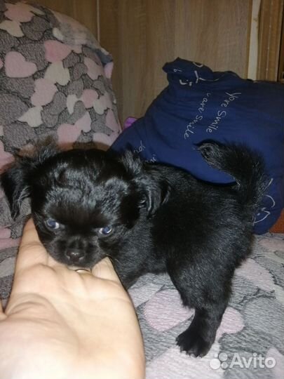 Щенки чихуахуа