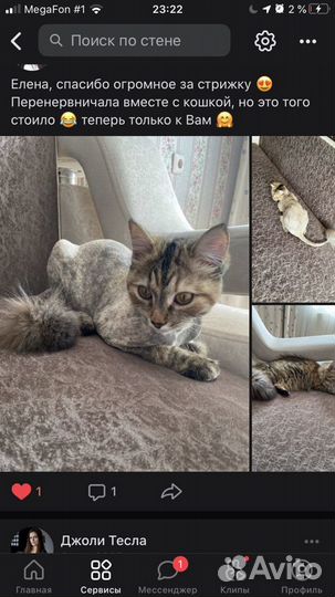 Стрижка Кошек с выездом на дом