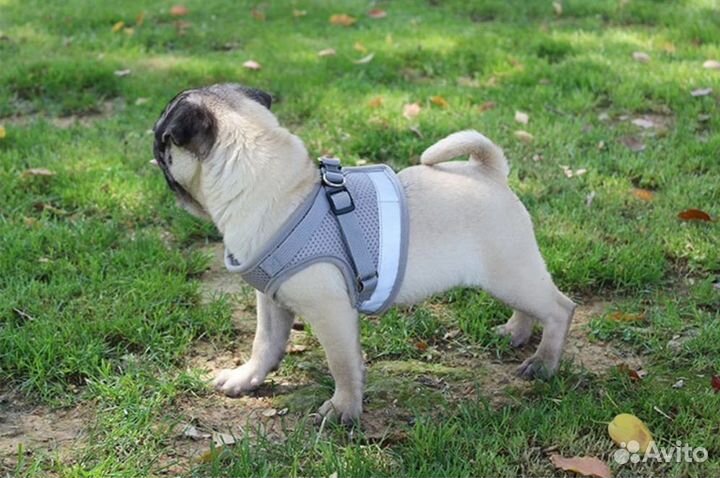 Вещи для маленьких собак