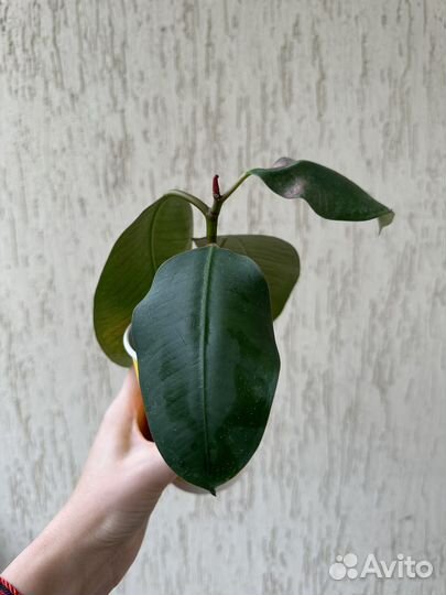 Фикус Эластика, бенджамина