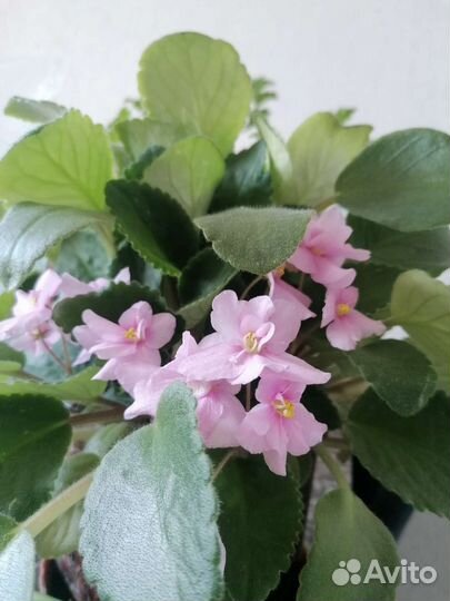 Lilian Jarrett Лист фиалки срез