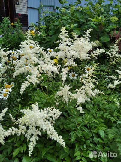 Астильба белая и розовая