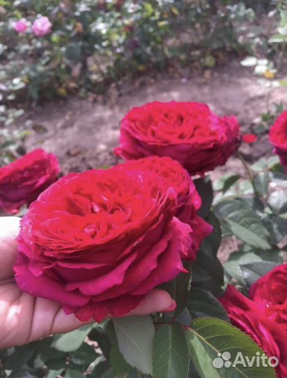 Кустовые розы оптом