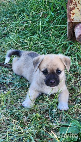 Щенок бесплатно