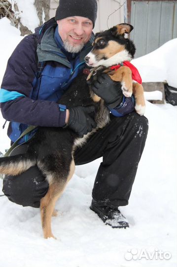 Собака в добрые руки