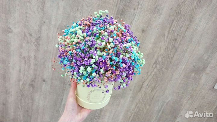 Радужная гипсофила