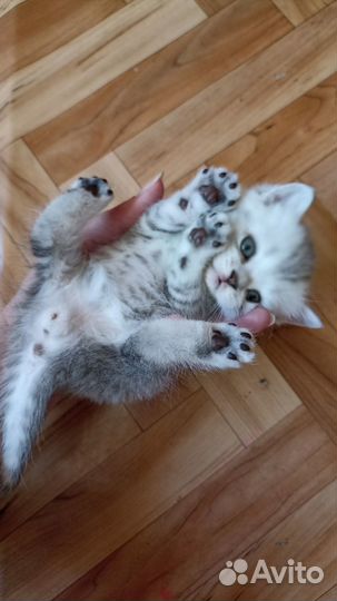 Шотландские котята