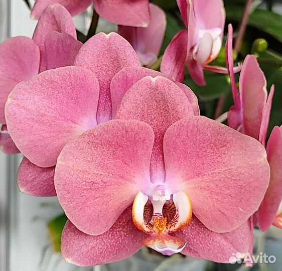Орхидея фаленопсис