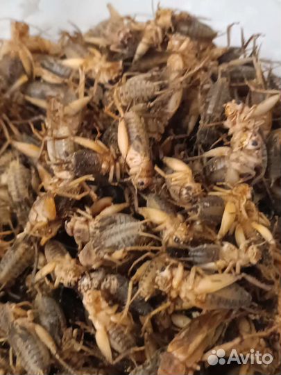 Кормовые объекты. Мыши, сверчки, тараканы, крысы