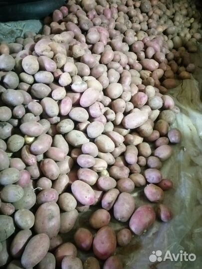Картофель