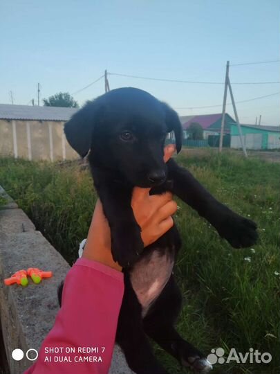 Щенки дворняжки мальчики, и девочки