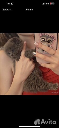 Британская кошка