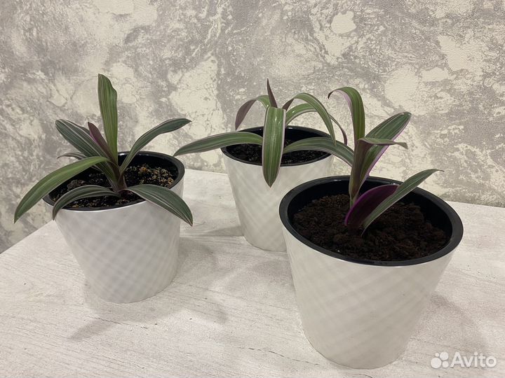 Традесканция розовая рэо