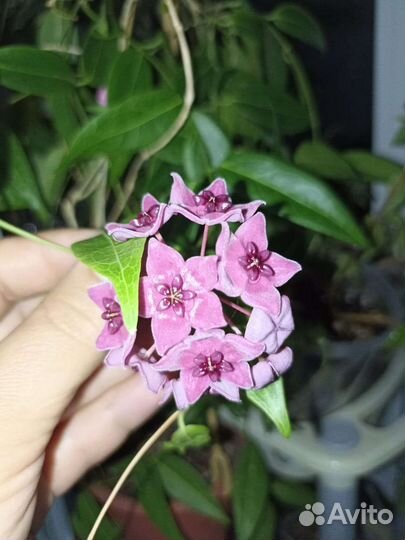 Хойи срезкой