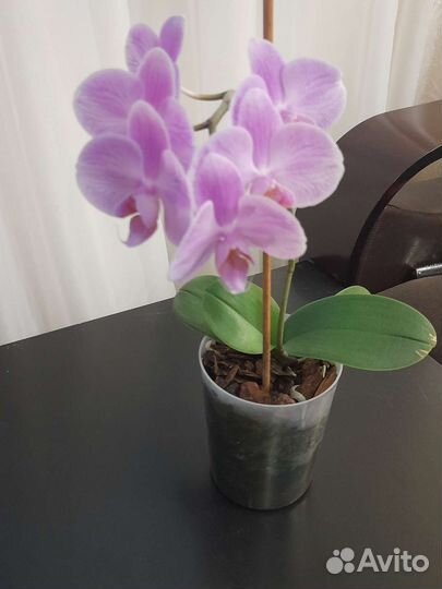Орхидея фаленопсис