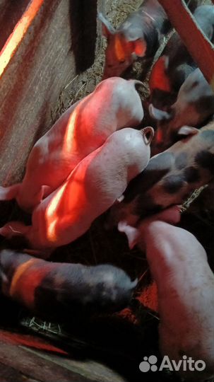 Дюрок Пьетрэн. Ландрас Пьетрэн