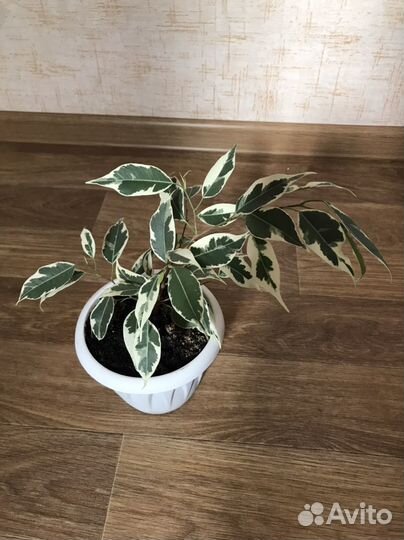 Фикус бенджамина пестролистный