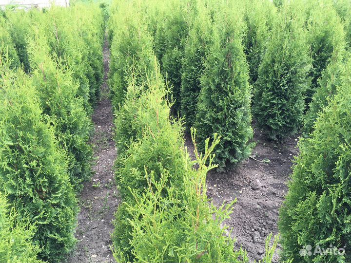 Премиальные Туи 170 см Гарантия 2 года Доставка