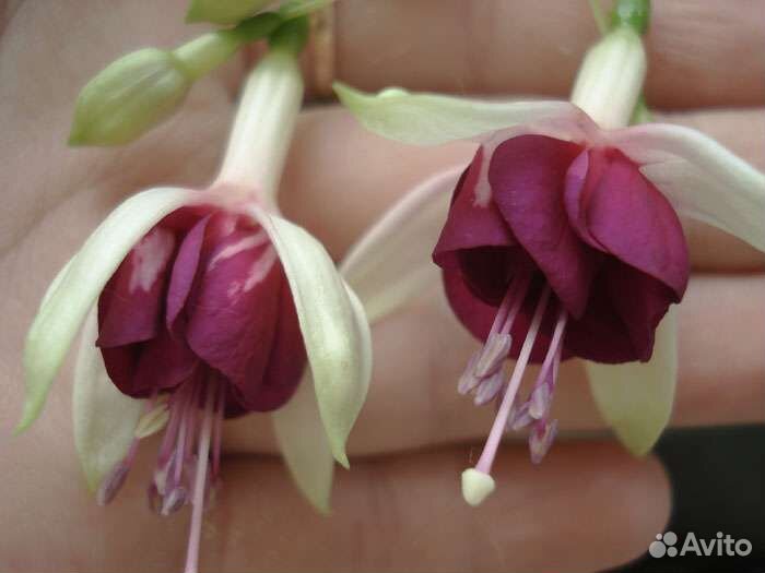 Фуксия Ratatouill