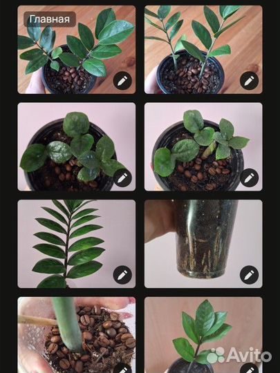 Замиокулькас