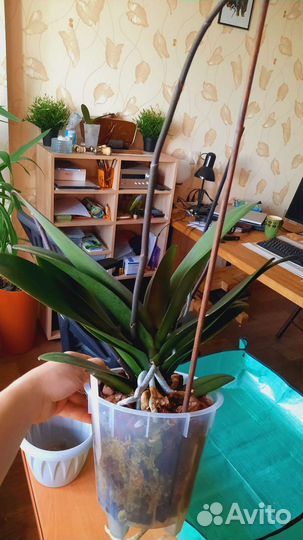 Орхидея фаленопсис